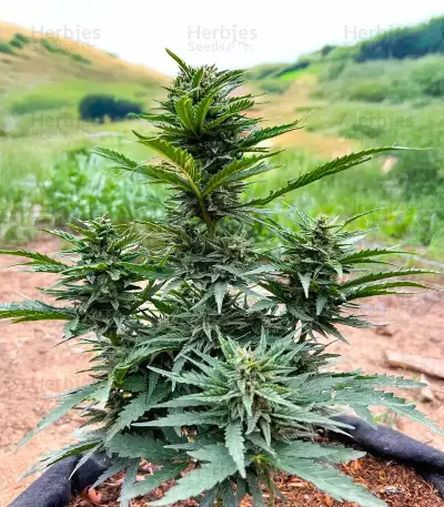 Durban Poison Autoflower feminisierte Samen (Humboldt Seed Company)