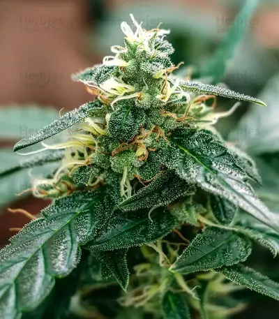 El Fuego (DNA Genetics) Cannabis-Samen