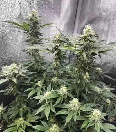 Gelato #45 Samen feminisiert (Barney's Farm)