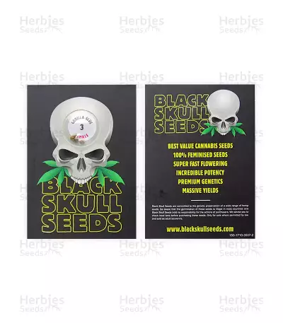 GG#4 Original Glue (Blackskull Seeds) Cannabis-Samen