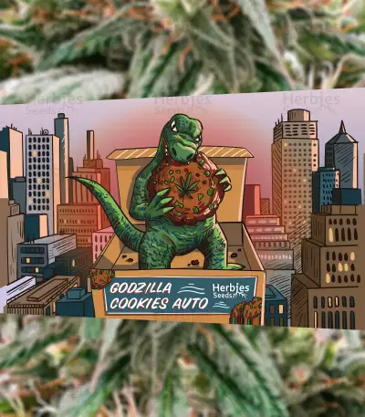 Godzilla Cookies Auto feminisierte Samen (Herbies Seeds)