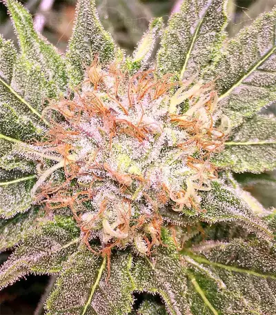 Grandaddy Purple (Big Head Seeds) Cannabis-Samen