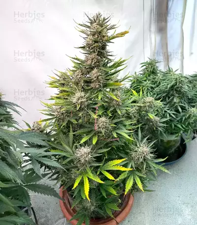 Humboldt Dream Autoflower feminisierte Samen (Humboldt Seed Company)
