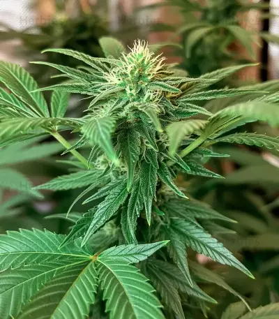 Lemon Orange (GHS)