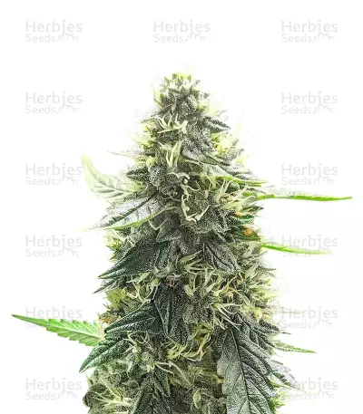 Mango Sherbert Autoflower feminisierte Samen (Humboldt Seed Company)