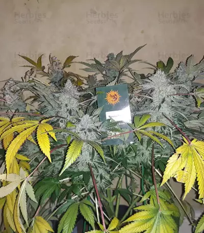 Mimosa EVO feminisierte Samen (Barney's Farm)