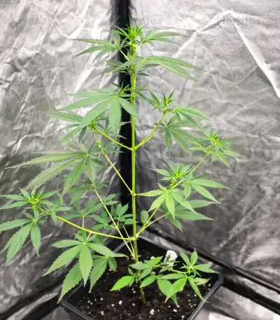 Neville's Rose Auto feminisierte Samen (Delicious Seeds)