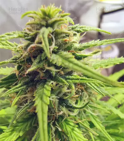 Orange Sherbet Auto feminisierte Samen (Fast Buds)