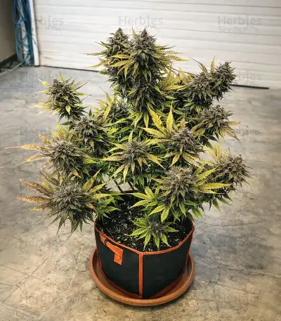 Oreoz (00 Seeds)