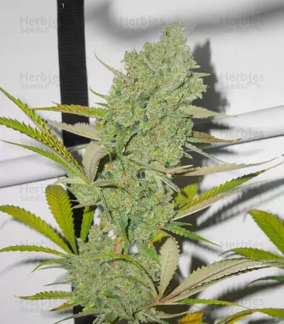 Princess Haze feminisierte Samen (Brothers Grimm Seeds)