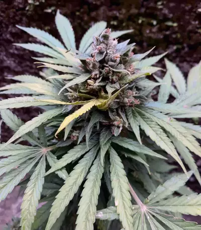 Sweet CBD Auto (Auto Seeds) Cannabis-Samen