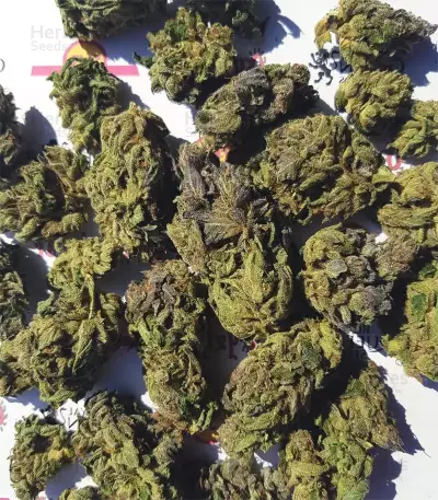 Triple G (RQS) Cannabis-Samen