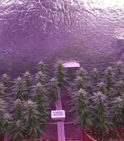 Trippy Pebbles (Big Head Seeds)