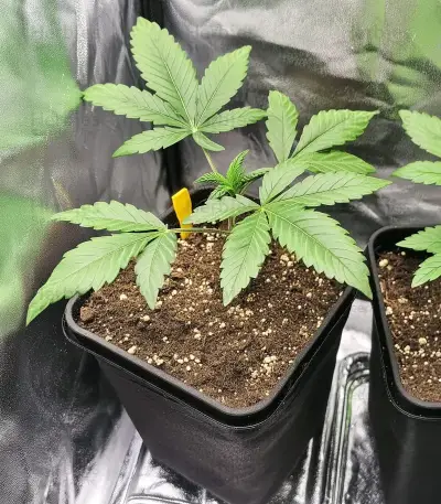 White Widow (RQS) Cannabis-Samen