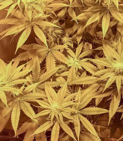 Wedding Cookies Samen feminisiert (Original Sensible Seeds)