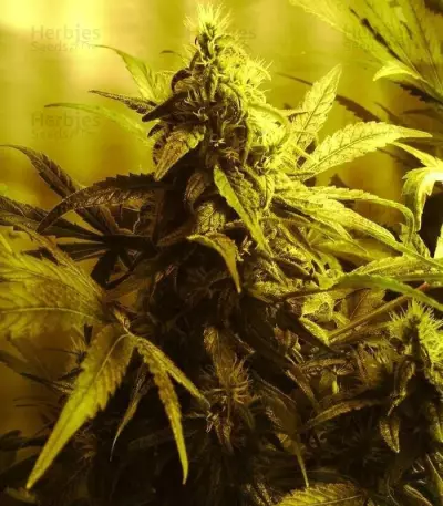 White Widow (GHS) Cannabis-Samen