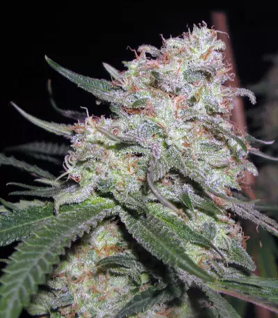 Purple Paralysis (Cream of the Crop Seeds) Cannabis-Samen