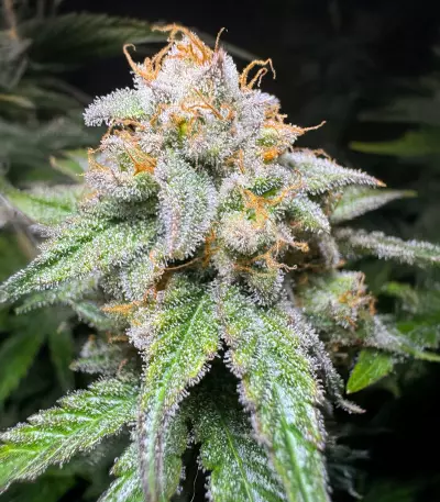 Northern Lights 10 of 10 feminisierte Samen (Seedkeepers)