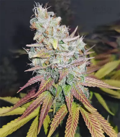 Blueberry weed strain