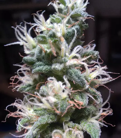 Purple Paralysis (Cream of the Crop Seeds) Cannabis-Samen