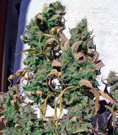Blueberry cannabis strain