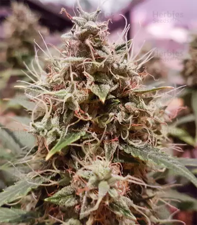 Amnesia Haze Automatic (RQS) Cannabis-Samen