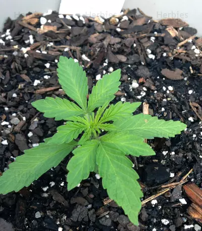 Jack-Matic Auto (Blackskull Seeds) Cannabis-Samen