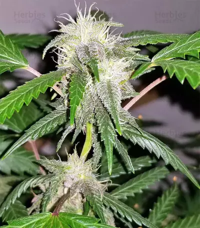 Auto Purple Gorilla (Short Stuff Seeds) Cannabis-Samen