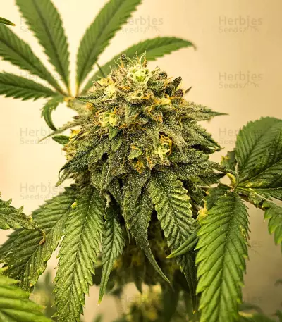 Baklava cannabis strain