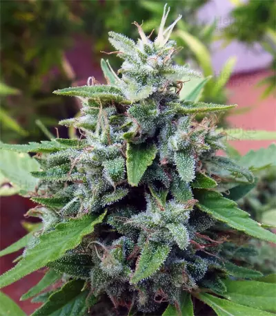 Bangi Haze (Ace Seeds) Cannabis-Samen