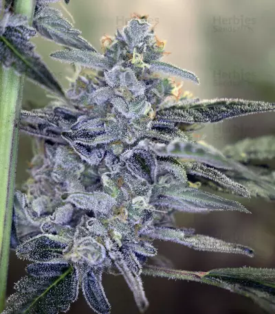 Bruce Banner #3 Auto strain