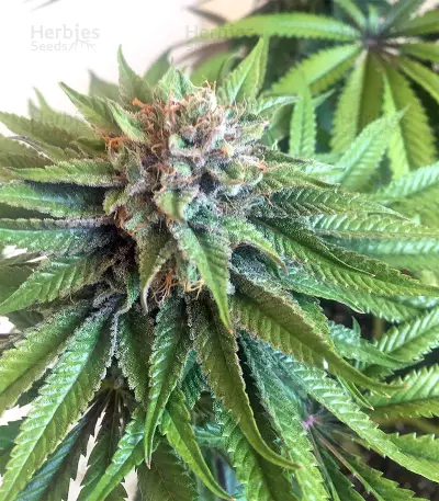 Bubble Bomb (Bomb Seeds) Cannabis-Samen