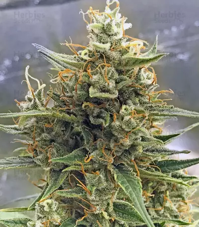 CBD 1:1 Silver Lime Haze Autoflower (Seedstockers)