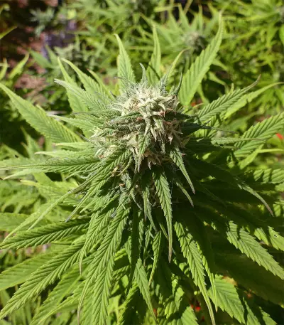 CBD Caramel regular (Barney's Farm) Cannabis-Samen