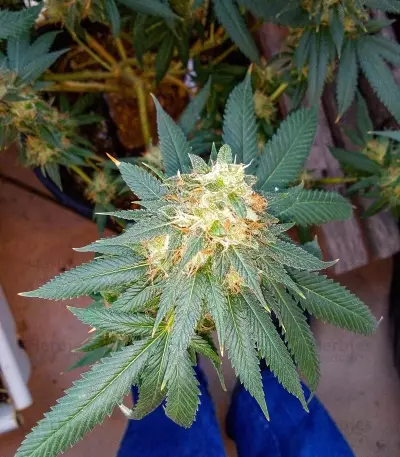 Chemdawg (Humboldt Seeds Organization) Cannabis-Samen
