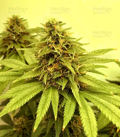Dinamed CBD Plus (Dinafem Seeds) Cannabis-Samen