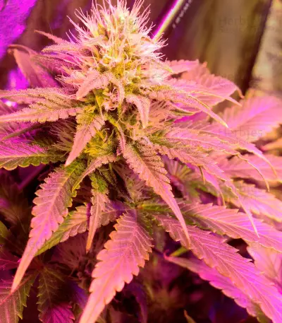 Doctor Kush (Freedom of Seeds) Cannabis-Samen