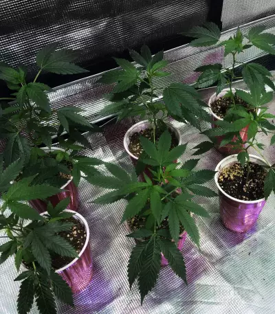 Gelato 33 (Advanced Seeds) Cannabis-Samen