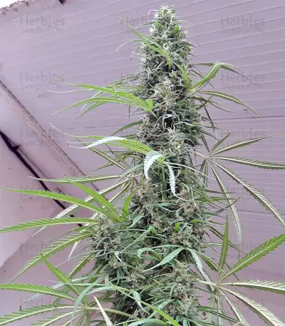 Golden Tiger regular (Ace Seeds) Cannabis-Samen