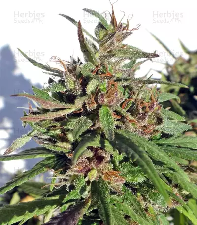 Honduras Regular (Ace Seeds) Cannabis-Samen