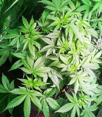 Kuchi (Devils Harvest Seeds) Cannabis-Samen