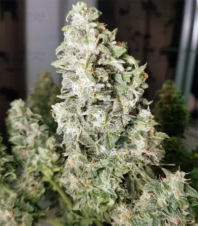 Northern Cheese Haze Auto (Mephisto Genetics) Cannabis-Samen