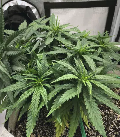Northern Light x Big Bud Early Harvest (World of Seeds) Cannabis-Samen