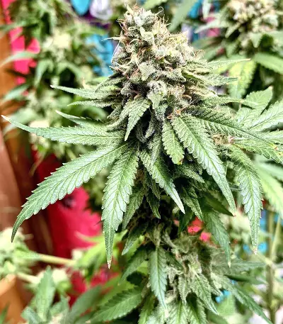 Northern Lights regular (Sensi Seeds) Cannabis-Samen