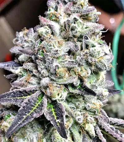 Panama D.C. Regular (CannaBioGen) Cannabis-Samen
