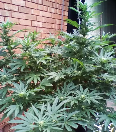 Pineapple Express (G13 Labs) Cannabis-Samen