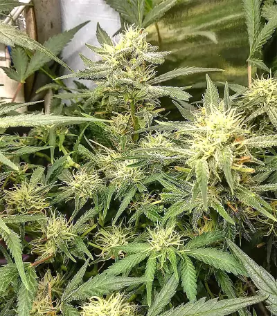 Pineapple (Seedstockers) Cannabis-Samen