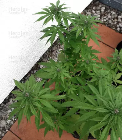 Purple Punch (Seedstockers) Cannabis-Samen