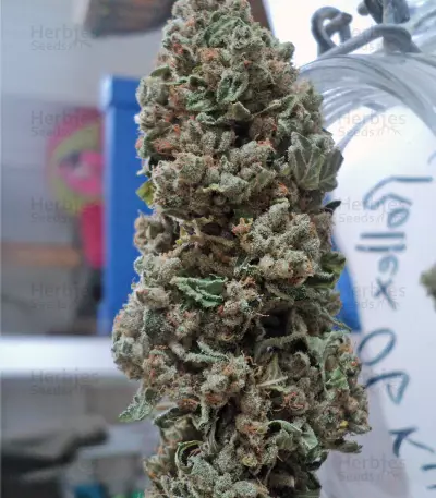 Rollex OG Kush (Devils Harvest Seeds) Cannabis-Samen