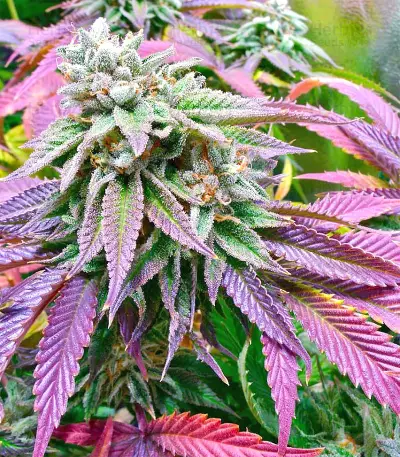 Sherbet (Seedstockers) Cannabis-Samen
